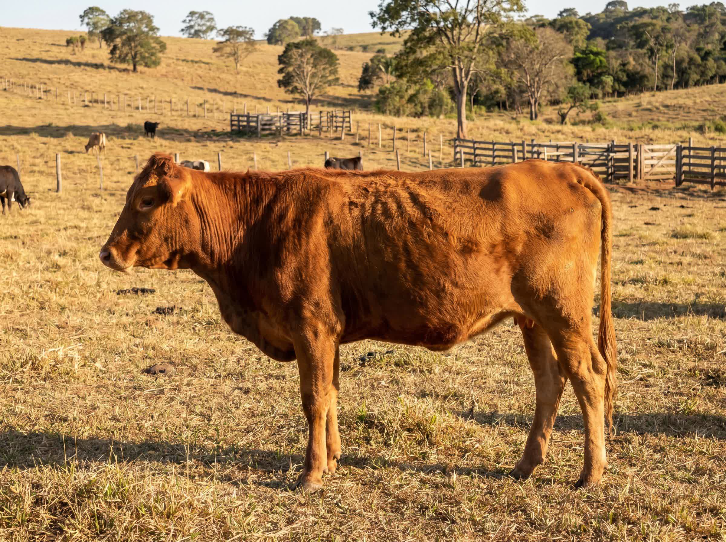 Boi em condição comum, ainda magro, antes do manejo de engorda